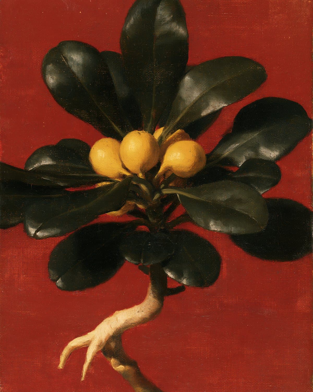 Mandrakes: a painted portrait for the tribe of Reuben